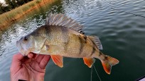 Abborre, 400g, Thomas  Clerwall, 2025-09-03, Nynäshamn , fiskemetod: Spinnfiske