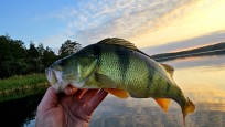 Abborre, 600g, Thomas  Clerwall, 2025-09-09, Nynäshamn , fiskemetod: Spinnfiske