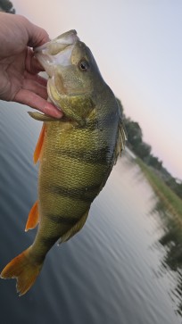 Abborre, 940g, Thomas  Clerwall, 2025-09-09, Nynäshamn , fiskemetod: Spinnfiske