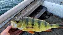 Abborre, 750g, Thomas  Clerwall, 2025-09-17, Nynäshamn , fiskemetod: Spinnfiske