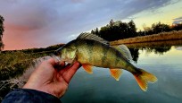 Abborre, 350g, Thomas  Clerwall, 2025-09-30, Nynäshamn , fiskemetod: Spinnfiske