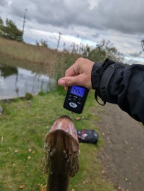 Gädda, 1460g, Morris Boije Hammarsson, 2025-10-03, Nynäshamn , fiskemetod: Spinnfiske