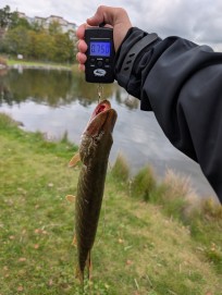 Gädda, 750g, Morris Boije Hammarsson, 2025-10-03, Nynäshamn , fiskemetod: Spinnfiske