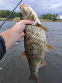 Id, 2550g, Peter Nilsson, 2025-10-05, Söderåkra, fiskemetod: Spinnfiske