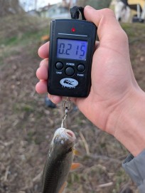 Mört, 215g, Morris Boije Hammarsson, 2026-04-08, Nynäshamn , fiskemetod: Spinnfiske