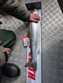 Havsöring, 2000g, Niklas Hammarsson, 2026-04-18, Nynäshamn, fiskemetod: Spinnfiske