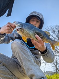 Abborre, 1000g, Morris Boije Hammarsson, 2026-04-23, Malmö, fiskemetod: Spinnfiske