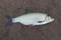 Id, 1455g, Tommy Söderström, 2026-05-12, Älvkarleby, fiskemetod: Bottenmete