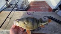 Abborre, 700g, Thomas  Clerwall, 2026-05-18, Nynäshamn , fiskemetod: Spinnfiske