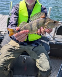 Abborre, 670g, Niklas Hammarsson, 2026-05-23, Nynashamn, fiskemetod: Spinnfiske