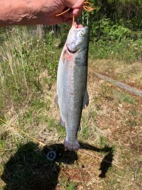 Regnbåge, 1240g, Gunnel Baluch, 2026-05-31, Surahammar, fiskemetod: Fluga