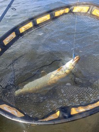 Gädda, 1650g, Thomas Lysell, 2026-06-01, Torsås, fiskemetod: Spinnfiske