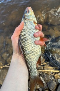 Mört, 330g, Arwidh Nyberg, 2026-06-07, Älvkalerby, fiskemetod: Bottenmete