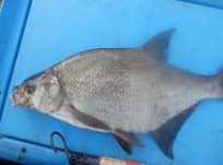 Braxen, 775g, Tommy Söderström, 2026-06-12, Älvkarleby , fiskemetod: Bottenmete