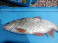 Mört, 325g, Tommy Söderström, 2026-06-12, Älvkarleby , fiskemetod: Bottenmete