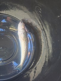 Fjärsing, 175g, Thomas Lysell, 2026-06-21, Varberg, fiskemetod: Bottenmete