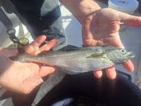 Gråsej, 240g, Thomas Lysell, 2026-06-21, Varberg, fiskemetod: Bottenmete