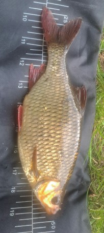 Sarv, 220g, Thomas Lysell, 2026-07-01, Kalmar, fiskemetod: Flötmete