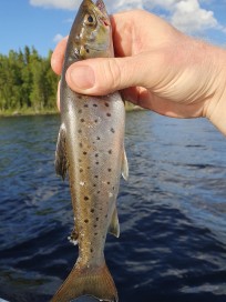 Insjööring, 190g, Timo Hyvärinen, 2026-07-04, Härjedalen , fiskemetod: Trolling