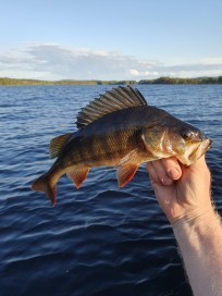 Abborre, 590g, Timo Hyvärinen, 2026-07-04, Härjedalen , fiskemetod: Spinnfiske
