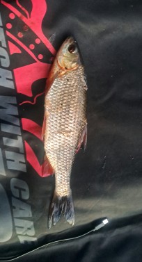 Mört, 220g, Thomas Lysell, 2026-07-04, Kalmar, fiskemetod: Flötmete