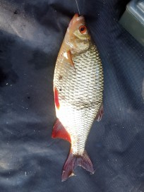 Sarv, 175g, Peter Nilsson, 2026-07-04, Kalmar, fiskemetod: Flötmete