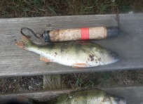 Abborre, 175g, Tommy Söderström, 2026-07-17, Nynäshamn , fiskemetod: Bottenmete