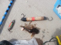 Hornsimpa, 70g, Tommy Söderström, 2026-07-17, Nynäshamn , fiskemetod: Bottenmete