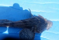 Rötsimpa, 175g, Tommy Söderström, 2026-07-17, Nynäshamn , fiskemetod: Bottenmete