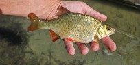 Sarv, 240g, Patrik Nordin, 2026-07-17, Nynäshamn, fiskemetod: Flötmete