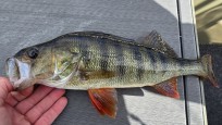 Abborre, 500g, Thomas  Clerwall, 2026-07-22, Härnösand , fiskemetod: Spinnfiske