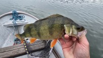 Abborre, 680g, Thomas  Clerwall, 2026-07-27, Nynäshamn , fiskemetod: Spinnfiske