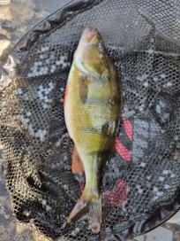 Abborre, 575g, Peter Nilsson, 2026-08-15, Hossmo, fiskemetod: Bottenmete