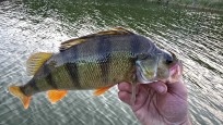 Abborre, 500g, Thomas  Clerwall, 2026-08-18, Nynäshamn , fiskemetod: Spinnfiske
