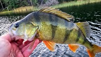 Abborre, 600g, Thomas  Clerwall, 2026-09-02, Nynäshamn , fiskemetod: Spinnfiske