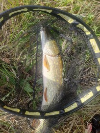 Gädda, 2780g, Thomas Lysell, 2026-09-15, Torsås, fiskemetod: Spinnfiske