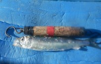 Strömming, 105g, Tommy Söderström, 2026-09-24, Nynäshamn, fiskemetod: Bottenmete