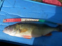 Abborre, 500g, Tommy Söderström, 2026-09-24, Nynäshamn, fiskemetod: Flötmete