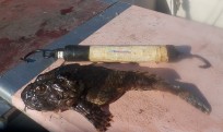 Skrubbskädda, 250g, Tommy Söderström, 2026-10-02, Nynäshamn , fiskemetod: Bottenmete