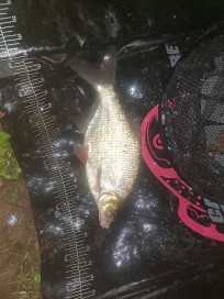 Björkna, 610g, Thomas Lysell, 2026-10-02, Älvkarleby , fiskemetod: Bottenmete