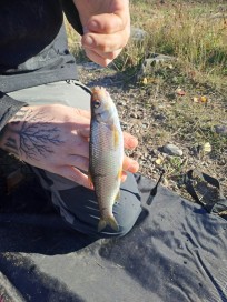 Stäm, 135g, Peter Nilsson, 2026-10-03, Älvkarleby , fiskemetod: Bottenmete