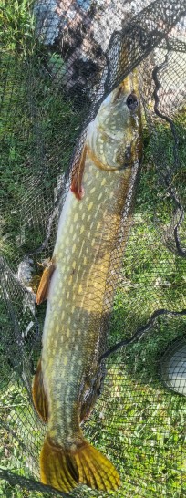 Gädda, 2835g, Peter Nilsson, 2026-10-13, Söderåkra , fiskemetod: Spinnfiske