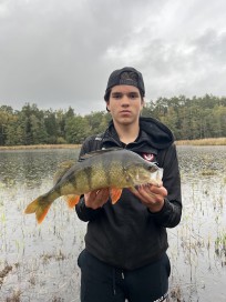 Abborre, 1370g, Vincent Minciel, 2026-10-11, Haninge, fiskemetod: Spinnfiske