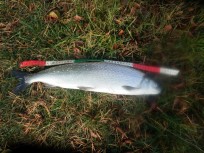 Sik, 1300g, Tommy Söderström, 2026-10-16, Nynäshamn , fiskemetod: Bottenmete