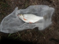 Björkna, 650g, Tommy Söderström, 2026-10-28, Älvkarleby , fiskemetod: Bottenmete