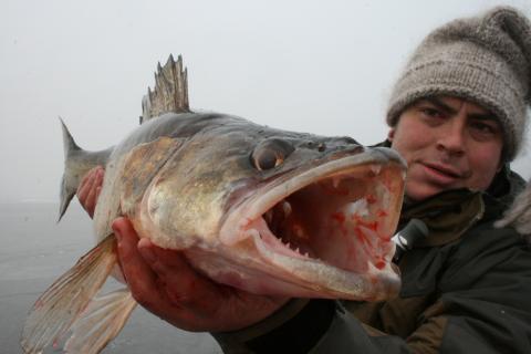 Gös, 6200g, Juan Carlos Reijnst, 2012-01-21, Stockholm