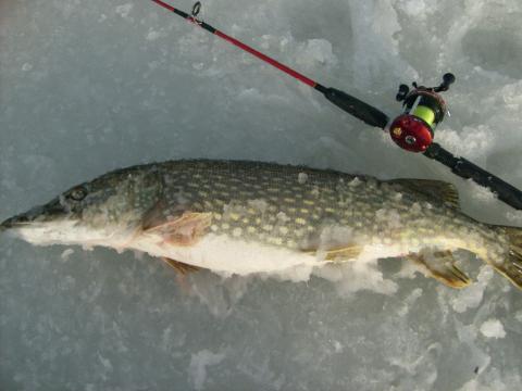 Gädda, 4250g, Tommy Söderström, 2012-02-16, Nynäshamns Kommun