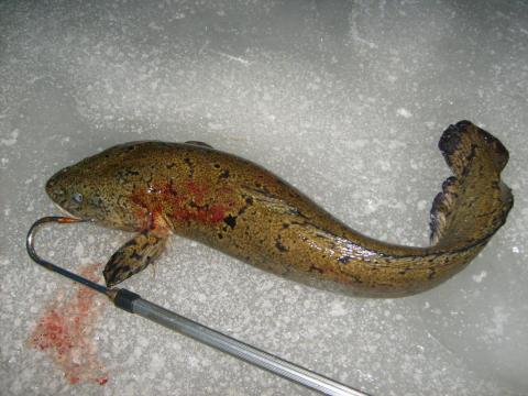 Lake, 2650g, Tommy Söderström, 2012-02-27, Nynäshamns Kommun