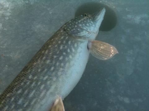 Gädda, 6120g, Christoffer Thunman, 2012-03-03, haninge