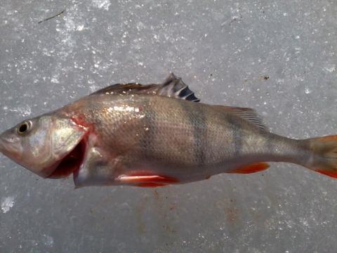 Abborre, 310g, Timo Hyvärinen, 2012-03-11, Nynäshamn